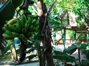 Tropische Szenerie mit Bananenstaude und einem Häuschen mit Strohdach.