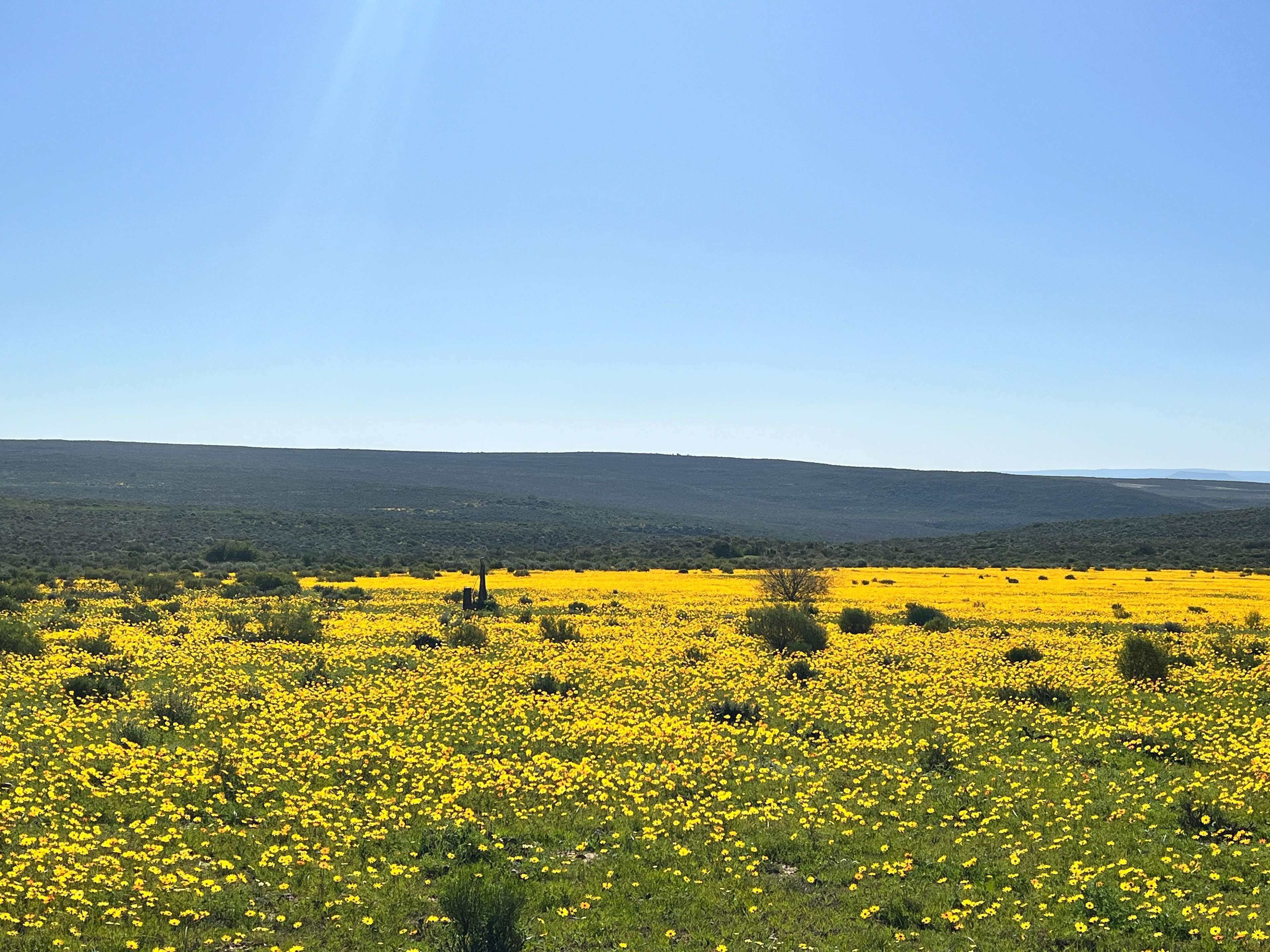 Ett fält med gula blommor under en klarblå himmel.