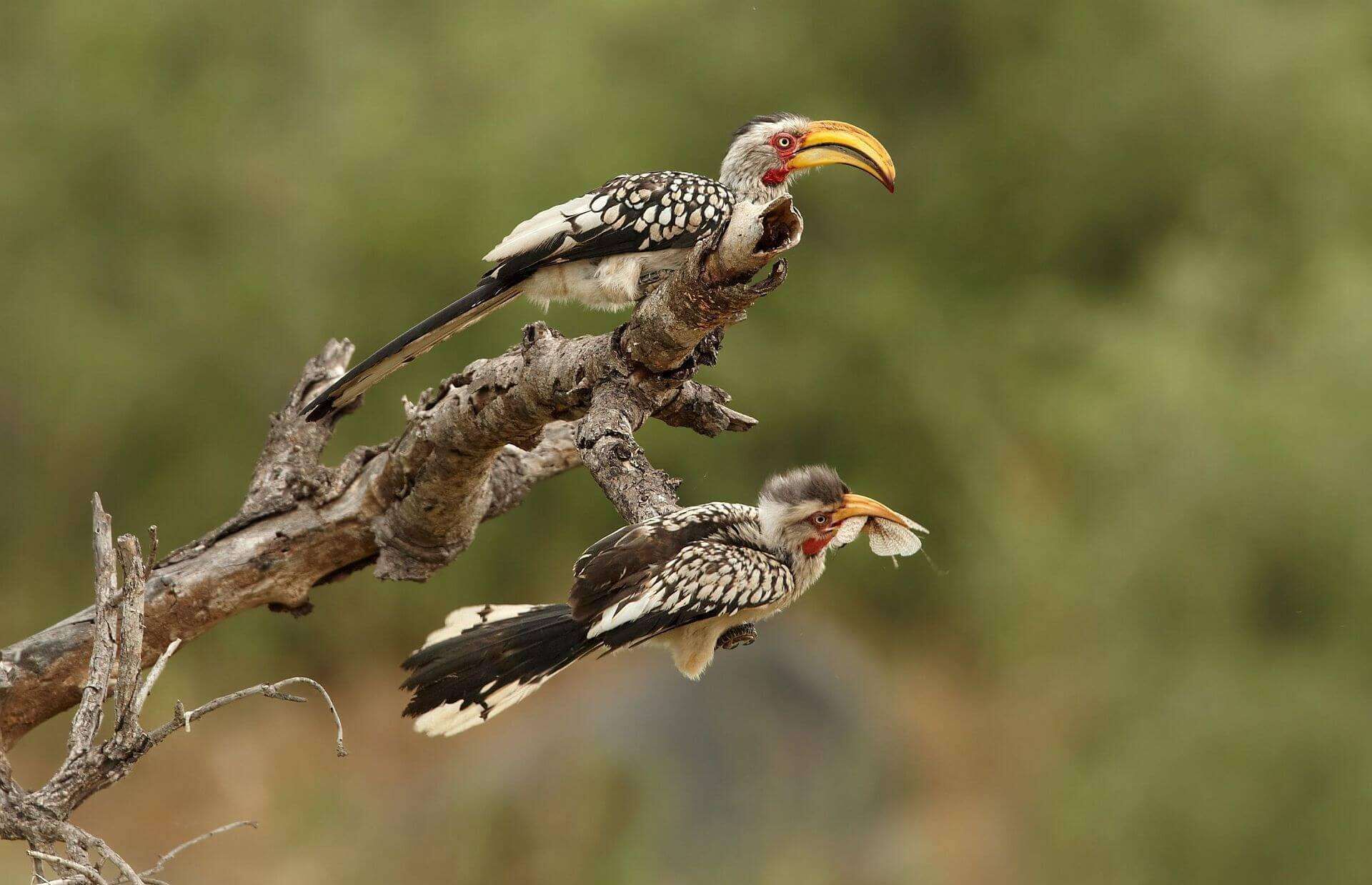 Two birds perched on a branch.
