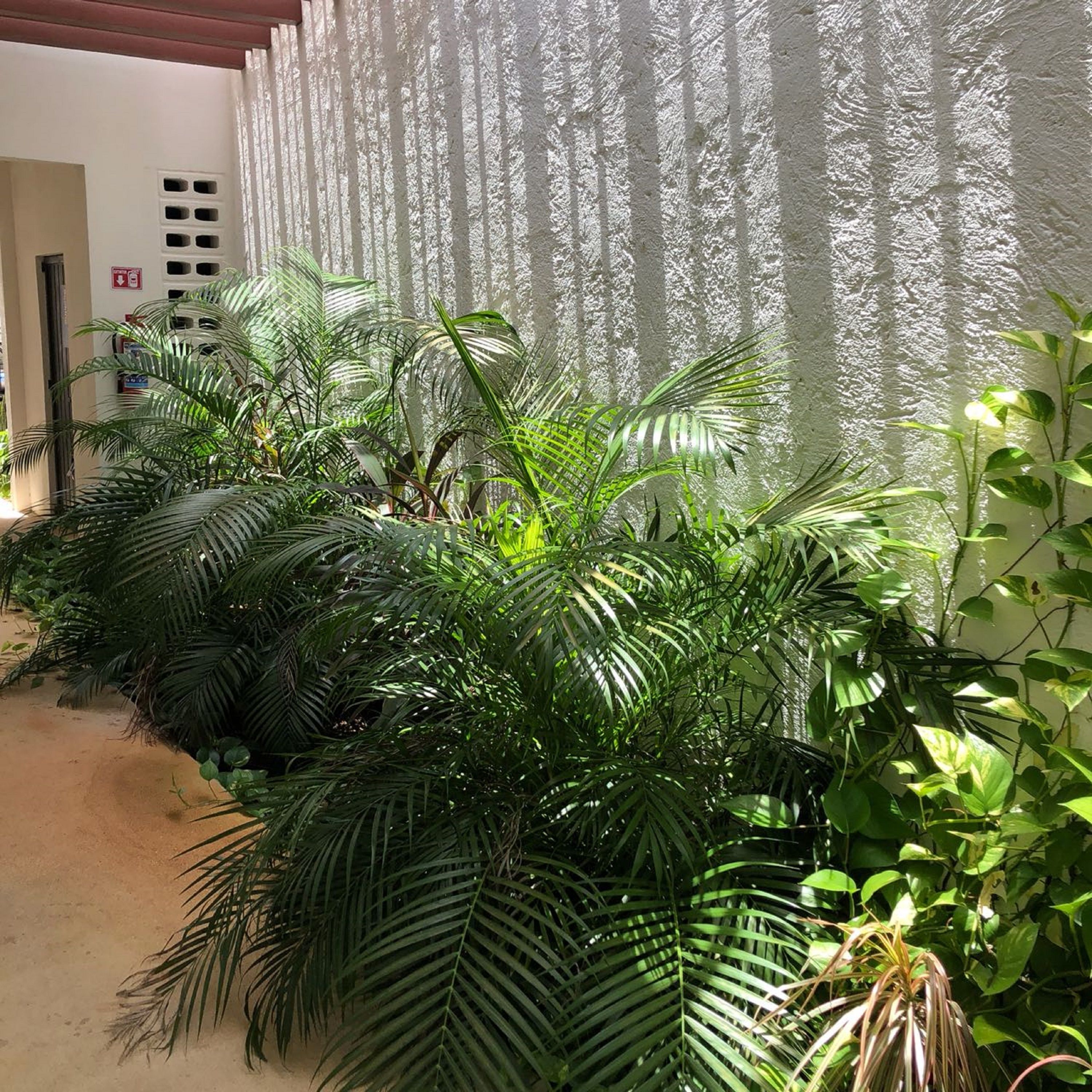 A room with a large potted plant arrangement, a white textured wall, and a door with a fire exit sign.