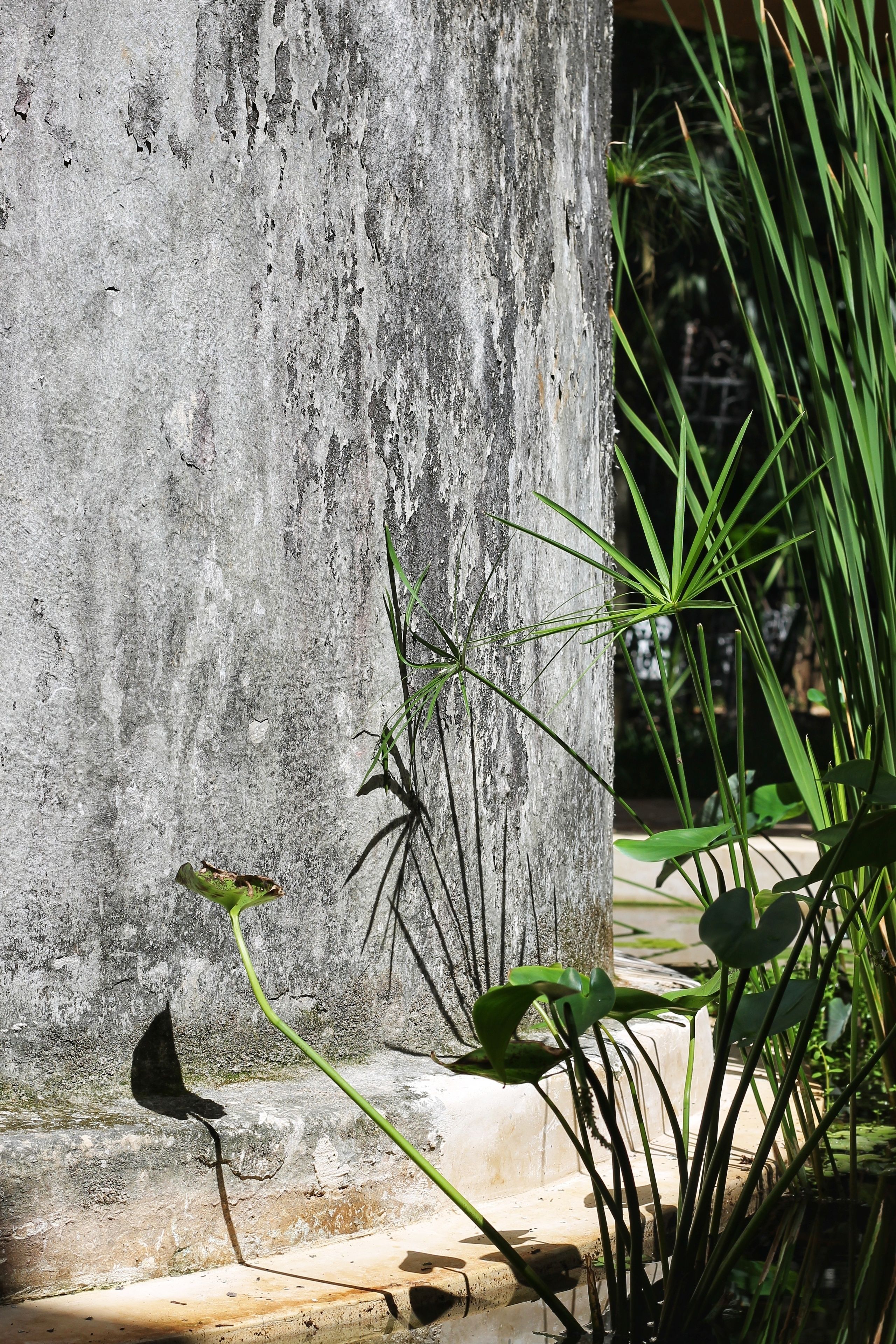 Un pilar de hormigón con una planta a su lado.