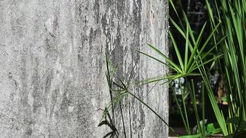 Un pilar de hormigón con una planta a su lado.