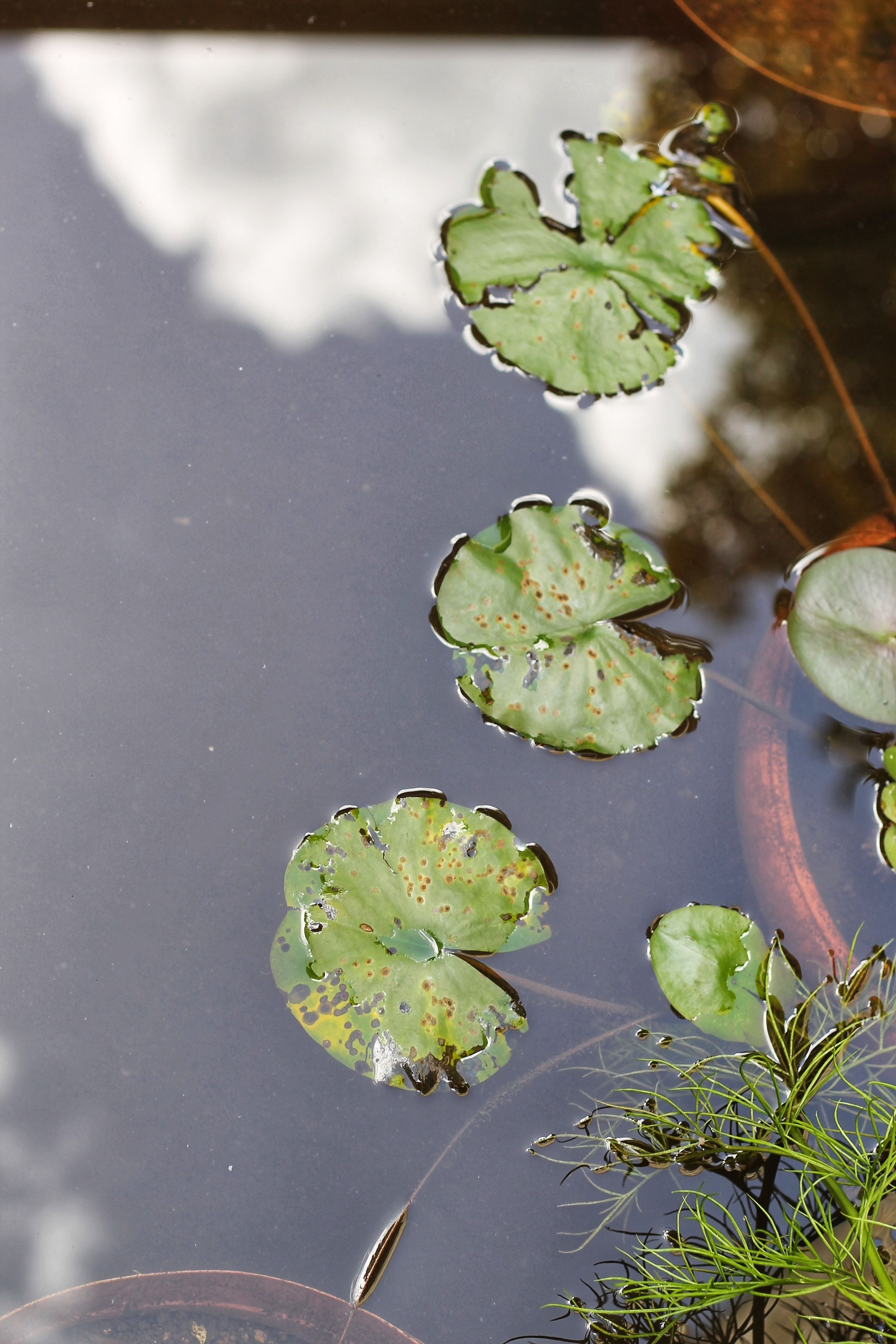 A pond with lily pads and aquatic plants.