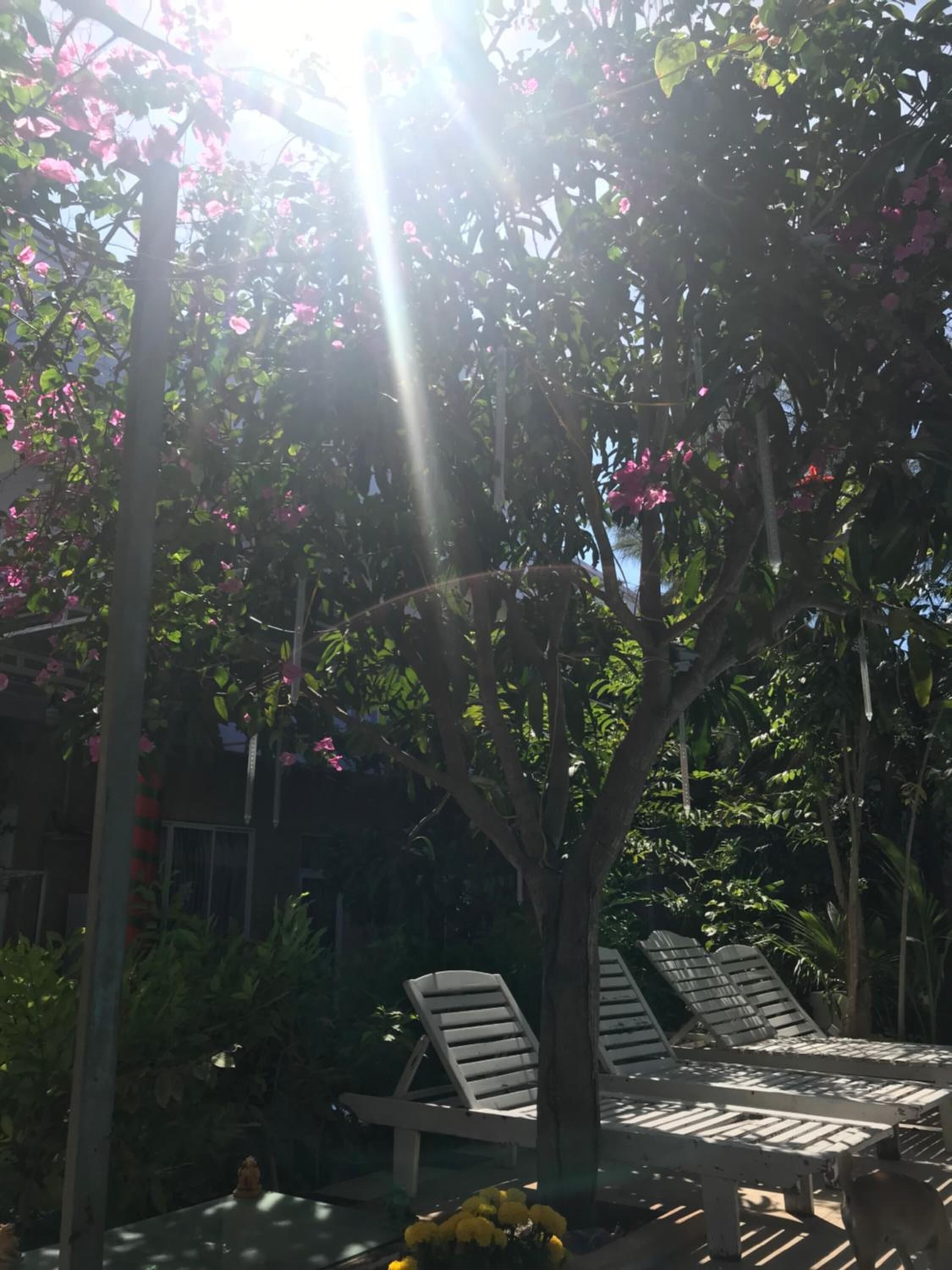 A tree with pink flowers and two white lounge chairs under a pergola.