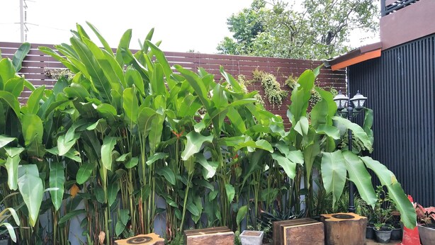 Property grounds - Rossarin Garden Resort 2 (Kaeng Khoi)