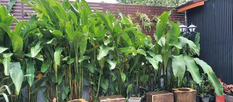 Rossarin Garden Resort 2