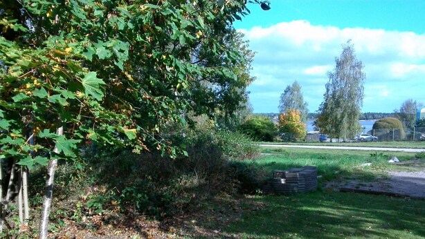 Eine begrünte Fläche mit einem Baum und einem Stapel Reifen.