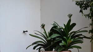 Una planta en maceta al lado de una silla azul en una esquina, con una pared blanca y suelo de baldosas.