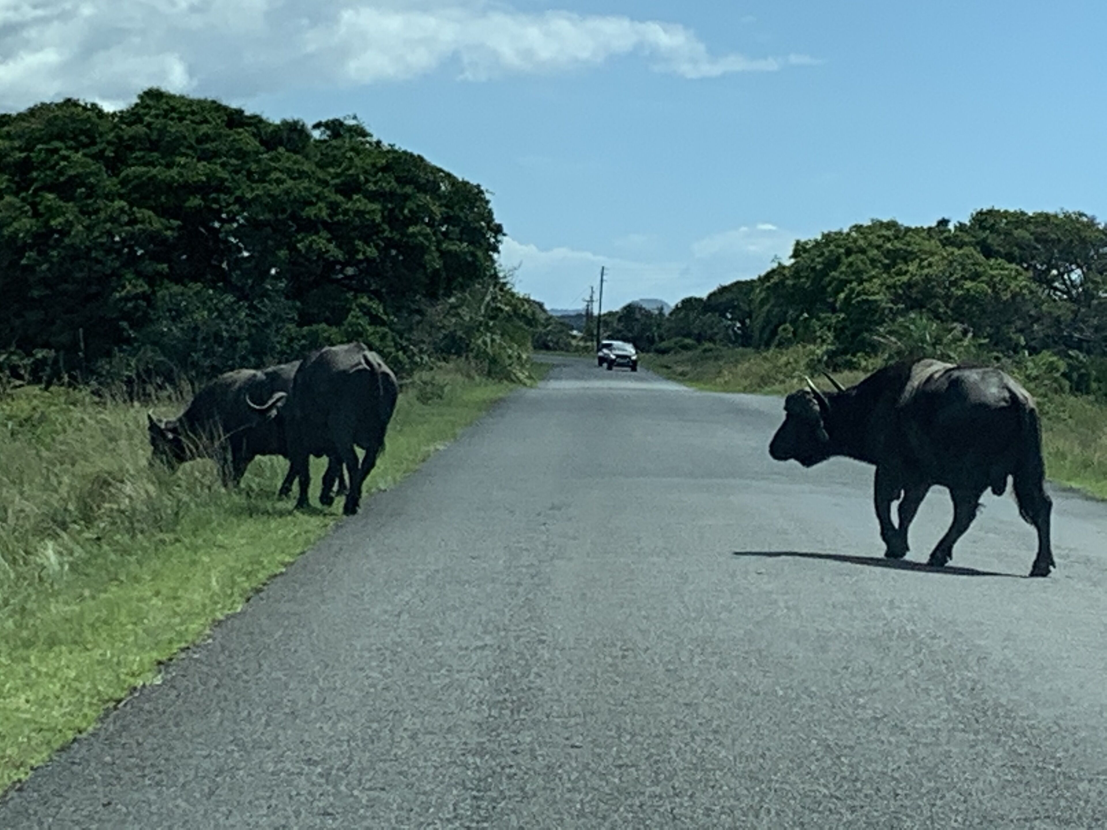 Una carretera rural con ganado al borde del camino y un coche a lo lejos.