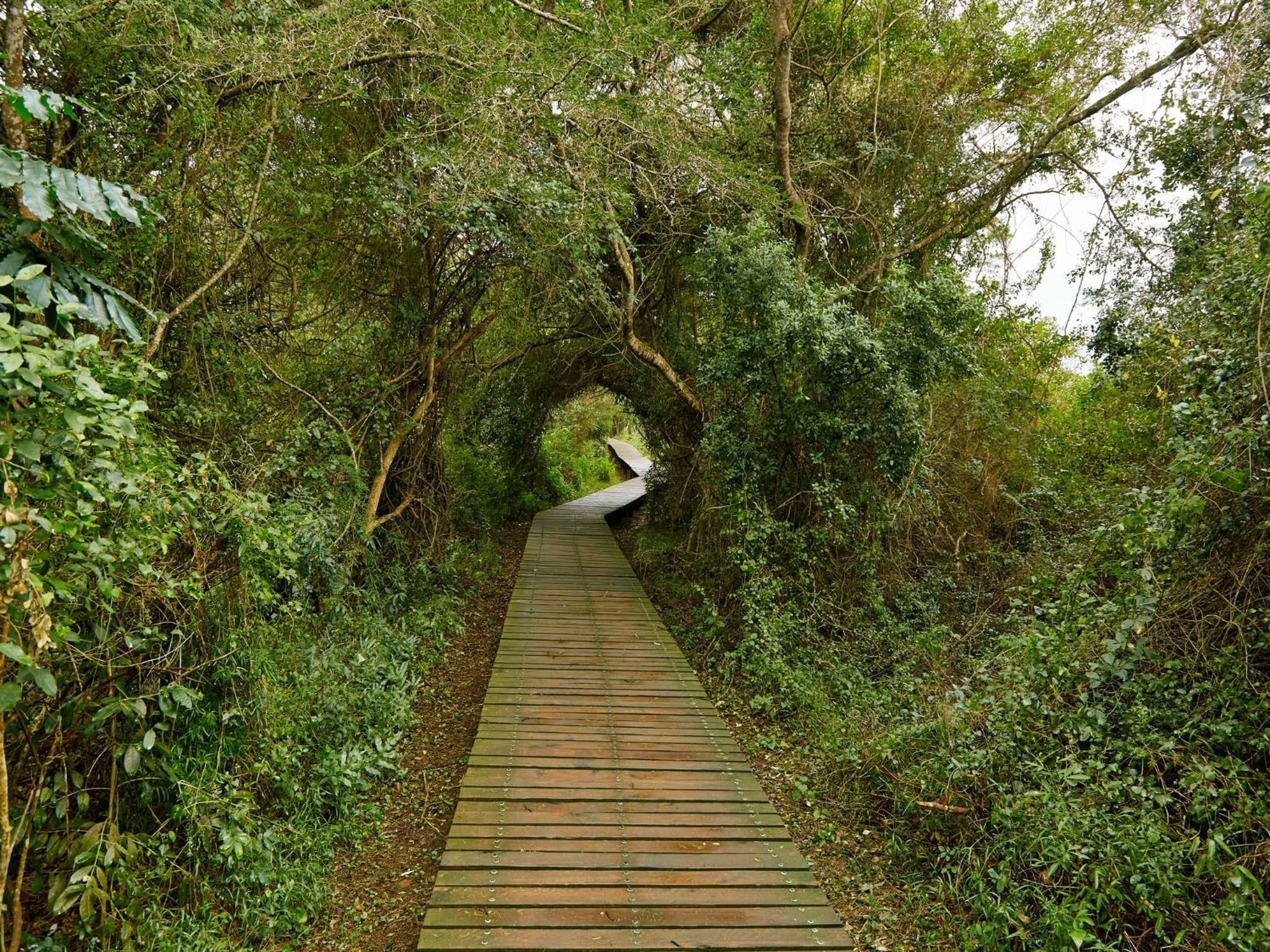 A wooden pathway surrounded by dense greenery.