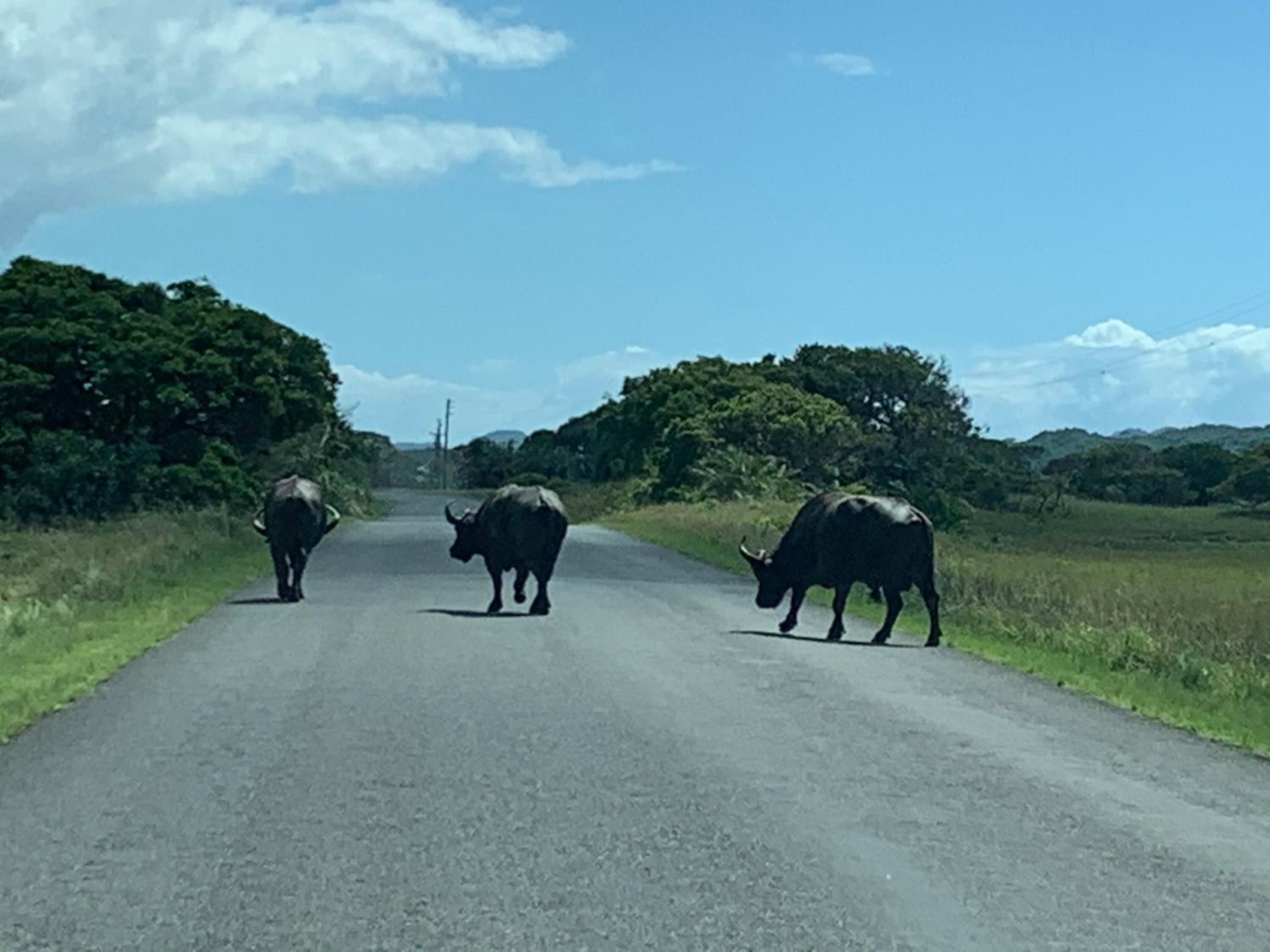 A rural road with three buffaloes walking down it.
