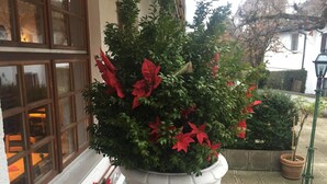 Una planta en maceta con flores rojas frente a un edificio con grandes ventanales.