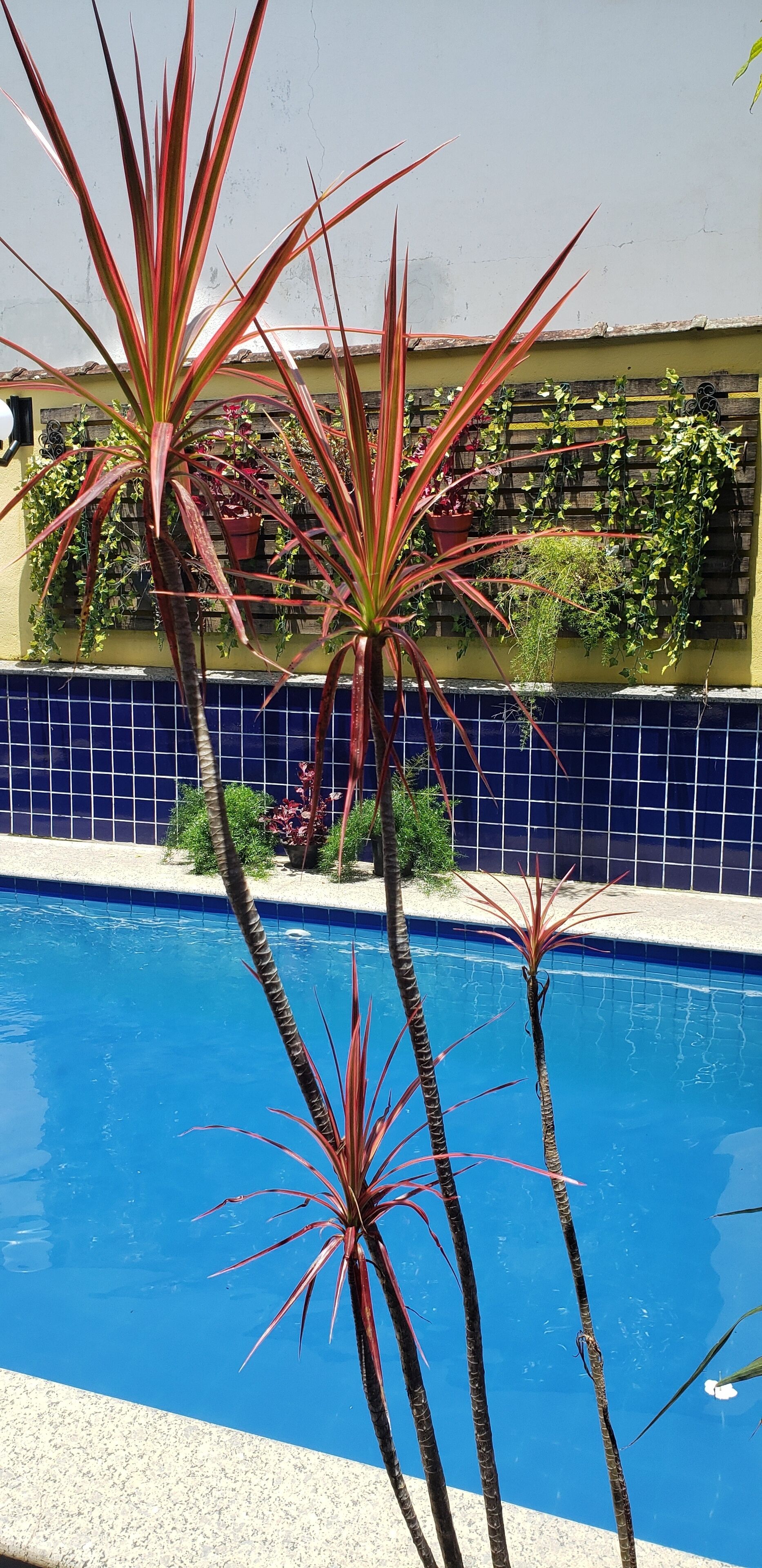 A swimming pool with red-leafed plants in the foreground and a tiled wall with greenery in the background.