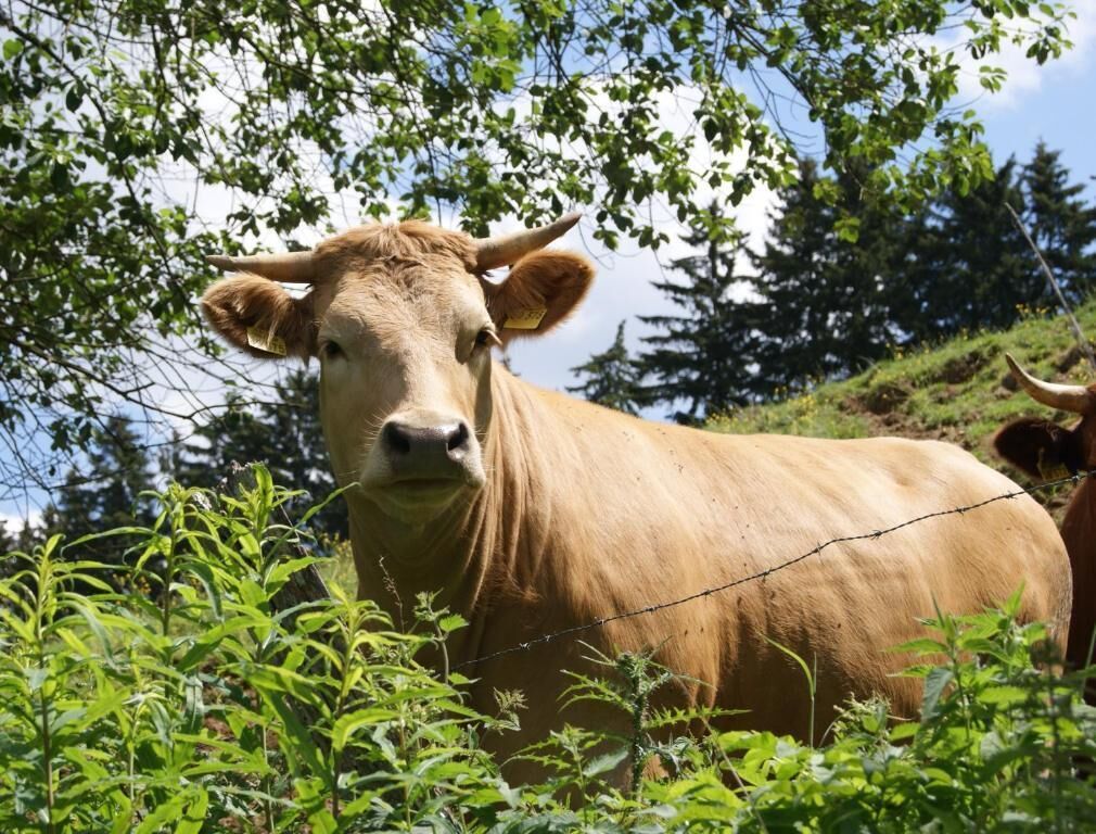 Una vaca en un entorno verde y exuberante con árboles y cielo despejado.