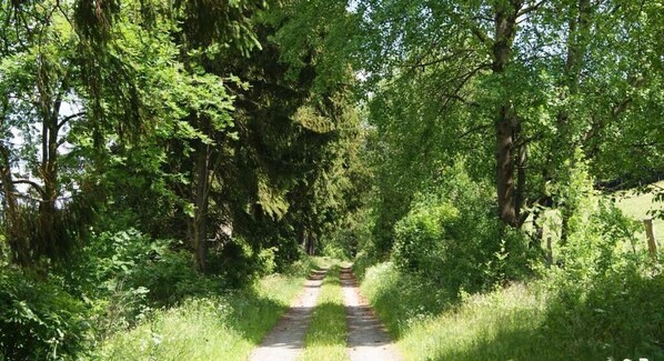A narrow, unpaved path surrounded by dense greenery and trees.