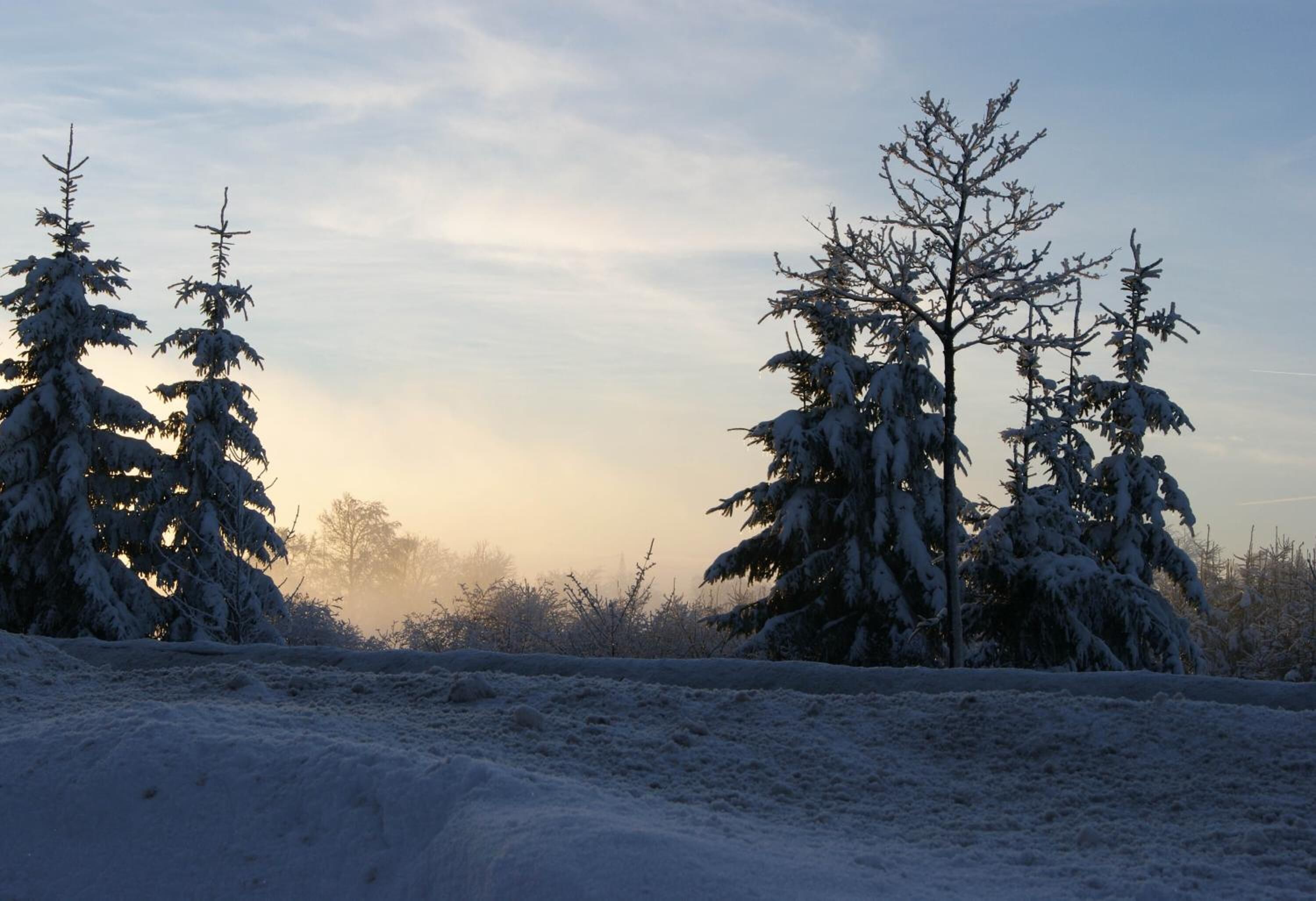A snowy landscape with evergreen trees and a clear sky.