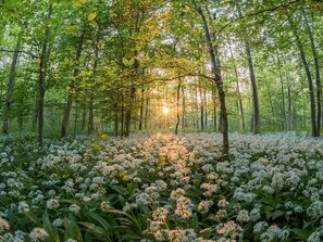 Ein Wald mit hoch aufragenden Bäumen und einem mit weißen Blüten bedeckten Pfad.