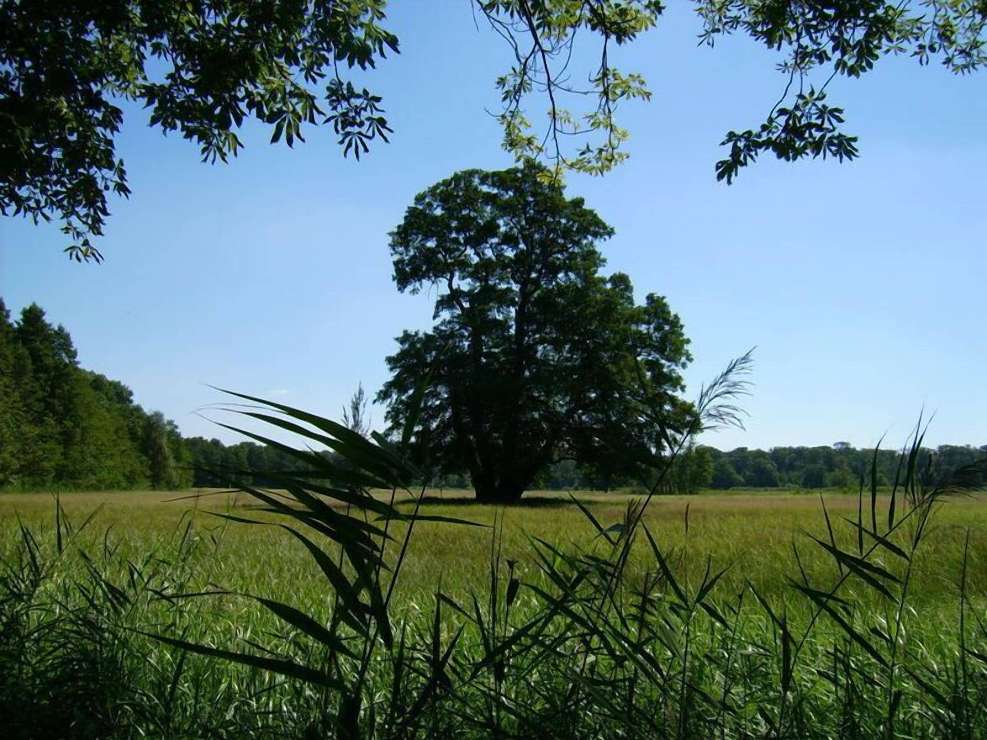 Eksteriør