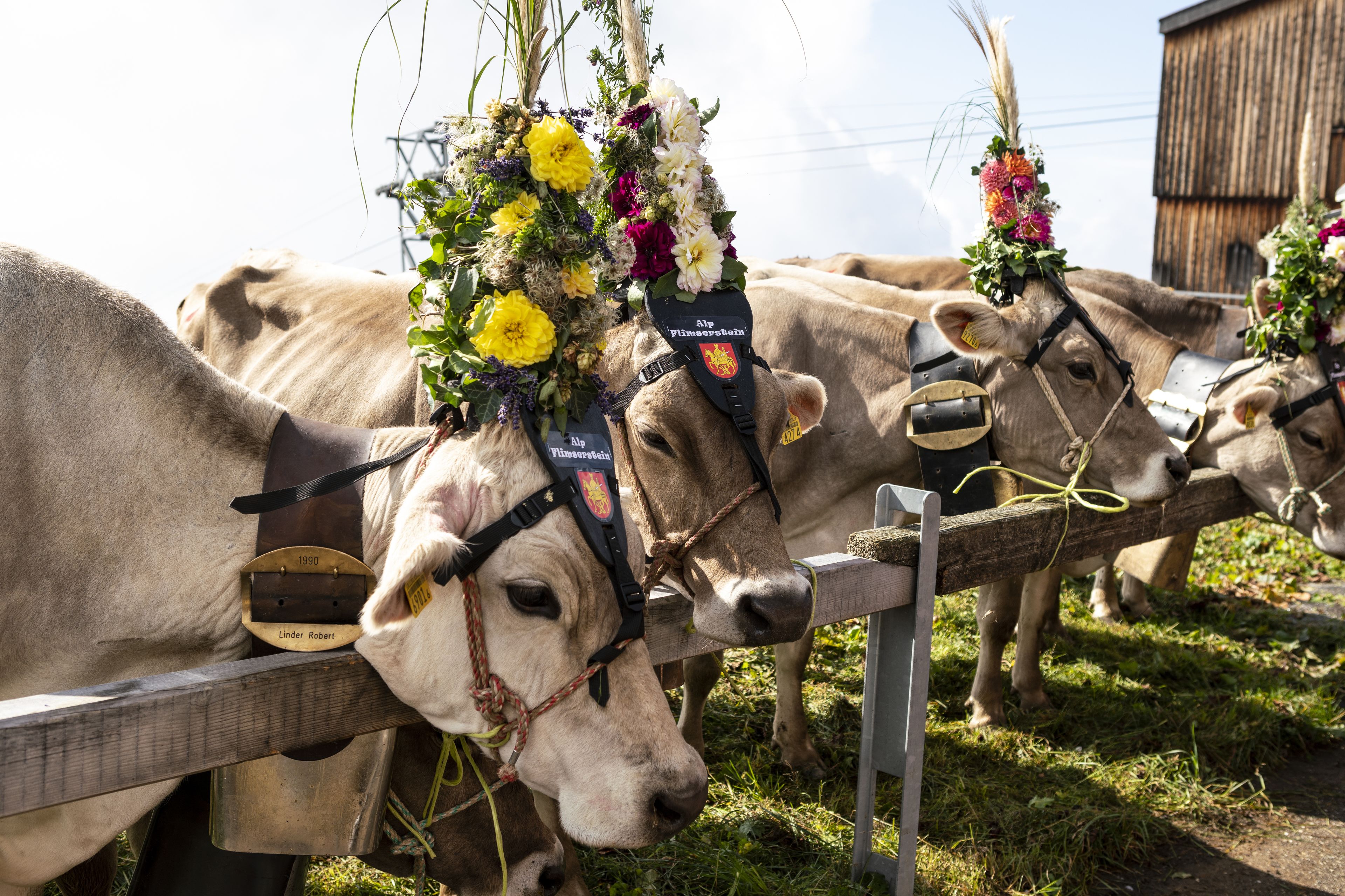 Cows with decorative floral headpieces standing behind a wooden fence.