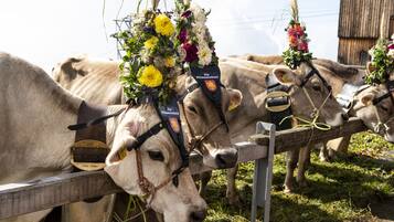 Cows with decorative floral headpieces standing behind a wooden fence.