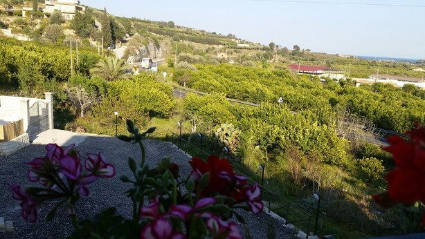 Une vue d’un vignoble traversé par une route.