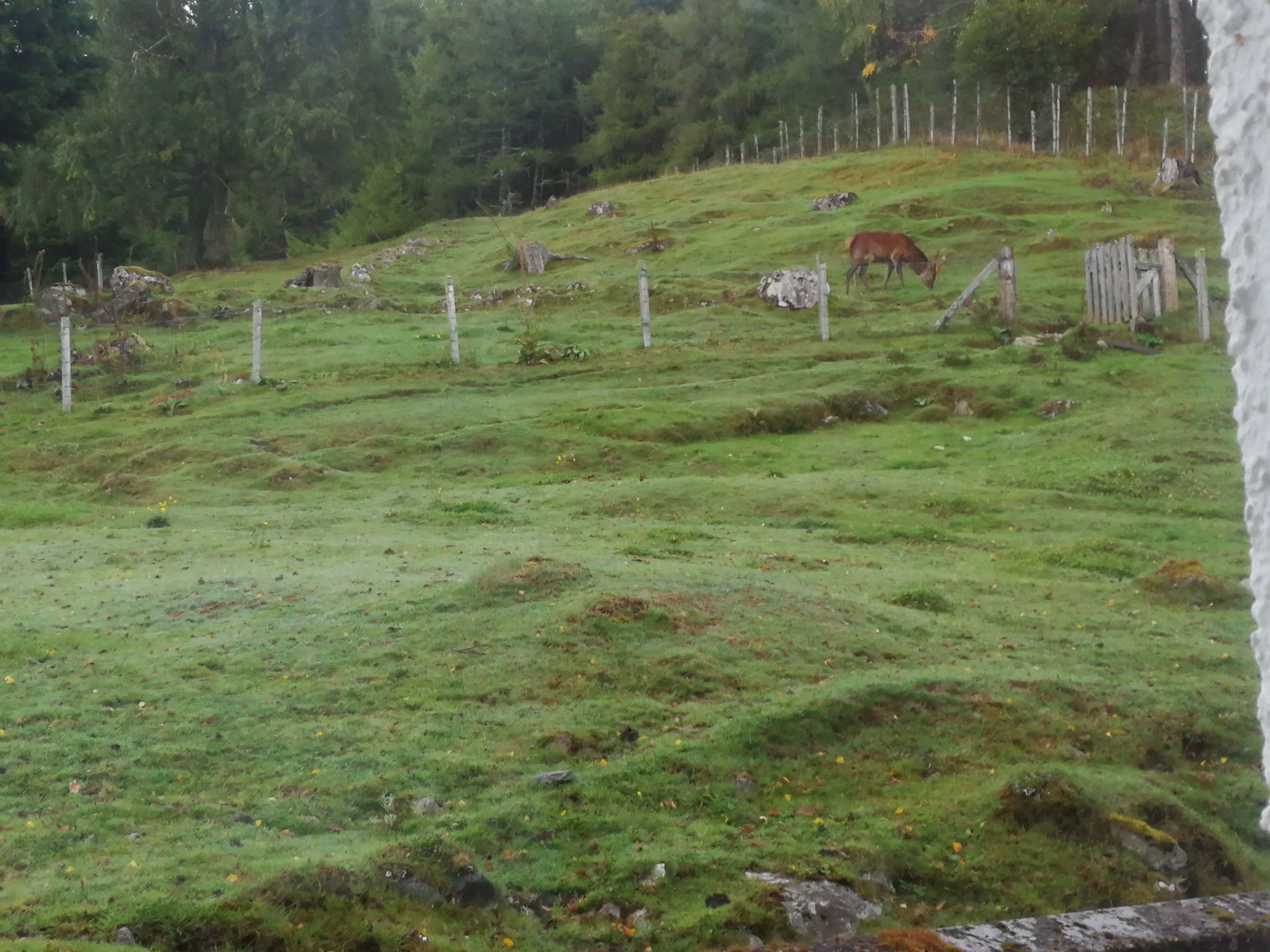 Um campo gramado com uma cerca e árvores ao fundo.