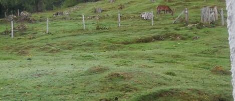 Um campo gramado com uma cerca e árvores ao fundo.