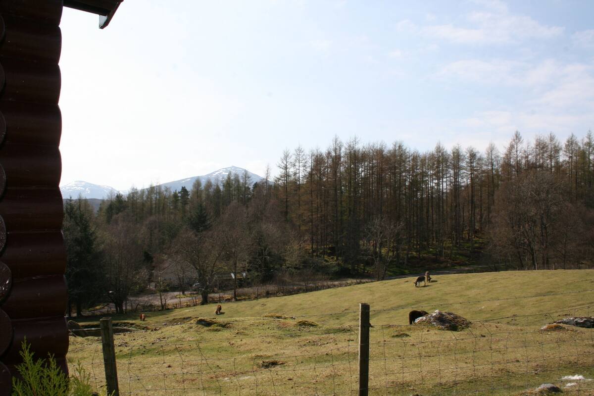 Basic Cabin, Multiple Beds, Non Smoking | View from room