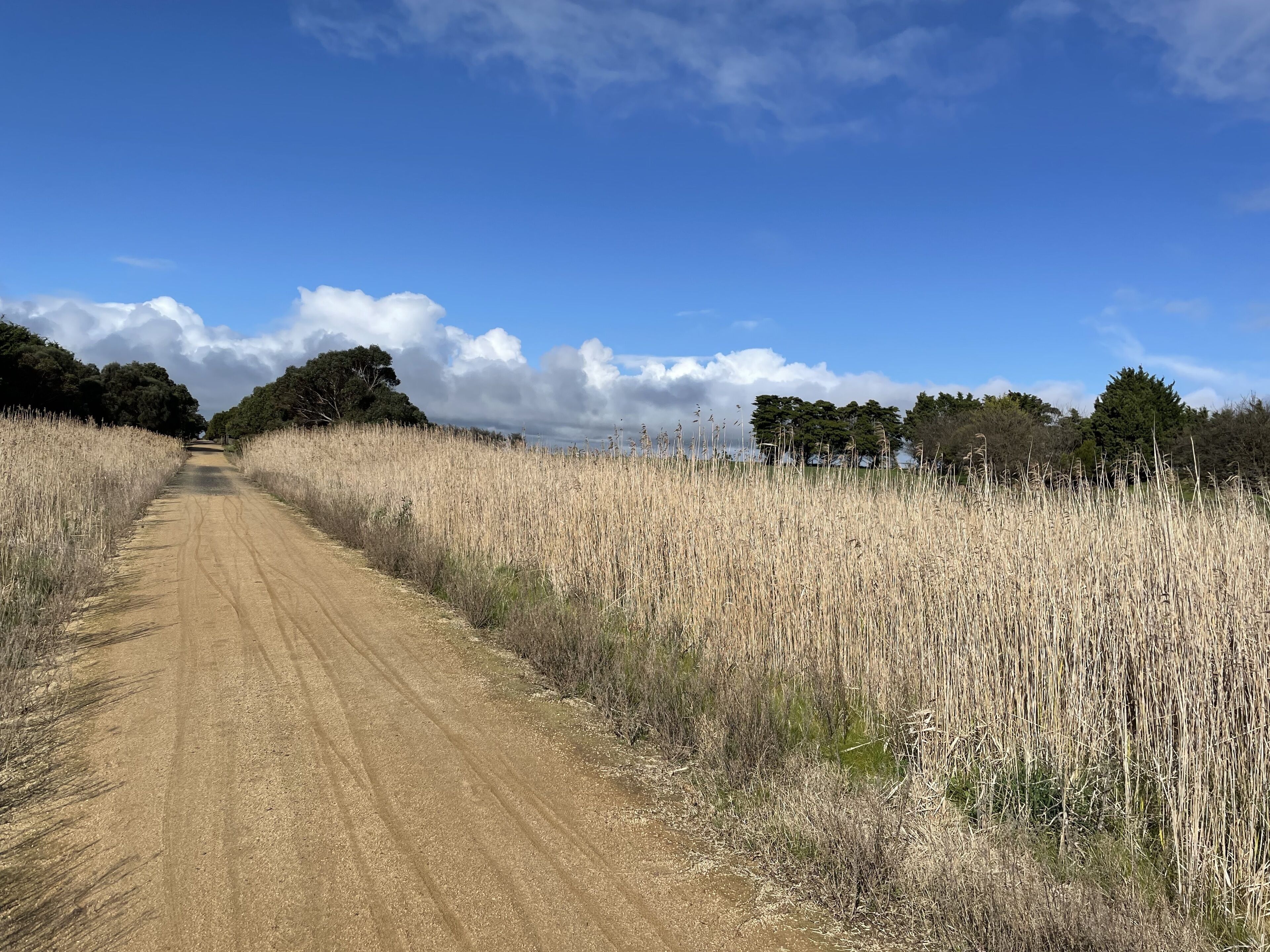 A dirt road flanked by tall grass fields and trees under a clear blue sky.