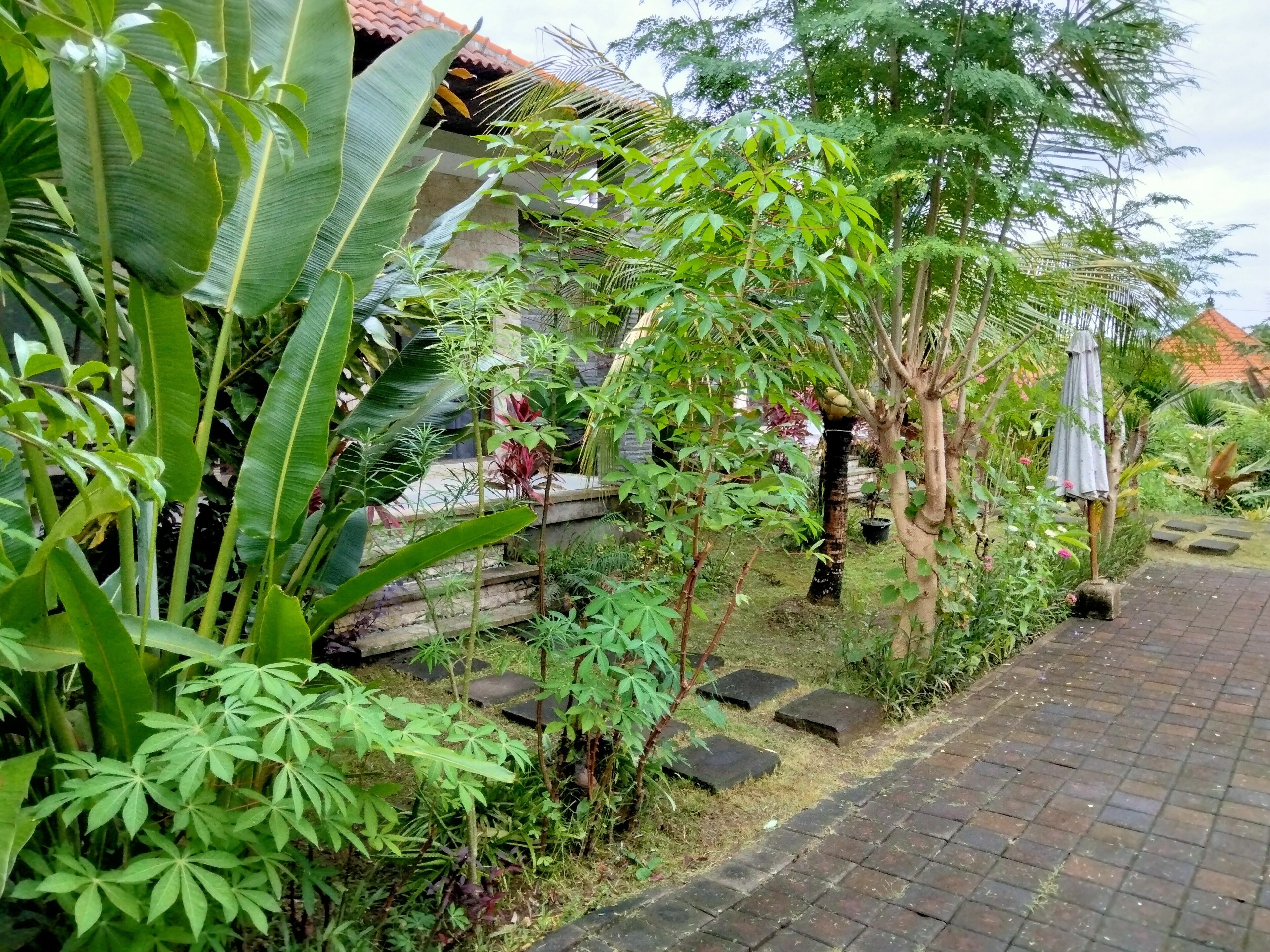 Un jardín con diversas plantas y un camino de ladrillo.