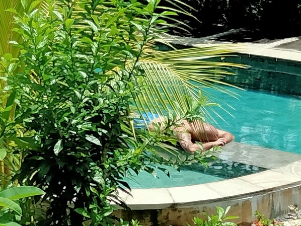 Une piscine entourée d’une végétation luxuriante.