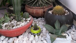 A variety of potted cacti and succulents arranged in a small garden space with a stone wall and a large decorative vase.