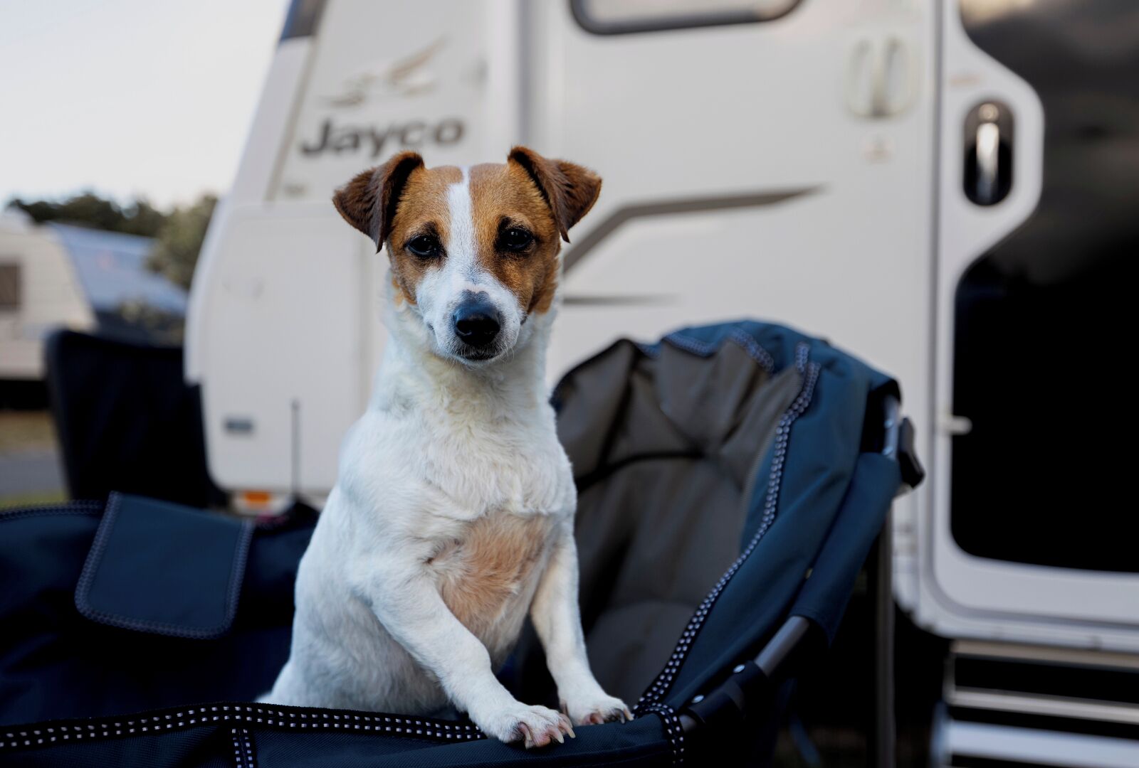 Un chien assis dans un véhicule orné du logo Jayco.