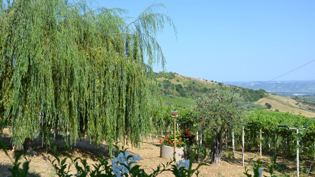 A vineyard with rows of grapevines and a weeping willow tree. - Cherry Season (Lanciano)