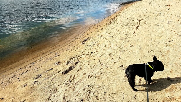 A beach with clear water and a dog on the sand.