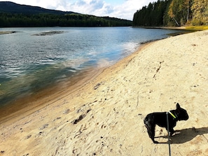 A beach with clear water and a dog on the sand. - Villa Elsy (Vidsel)