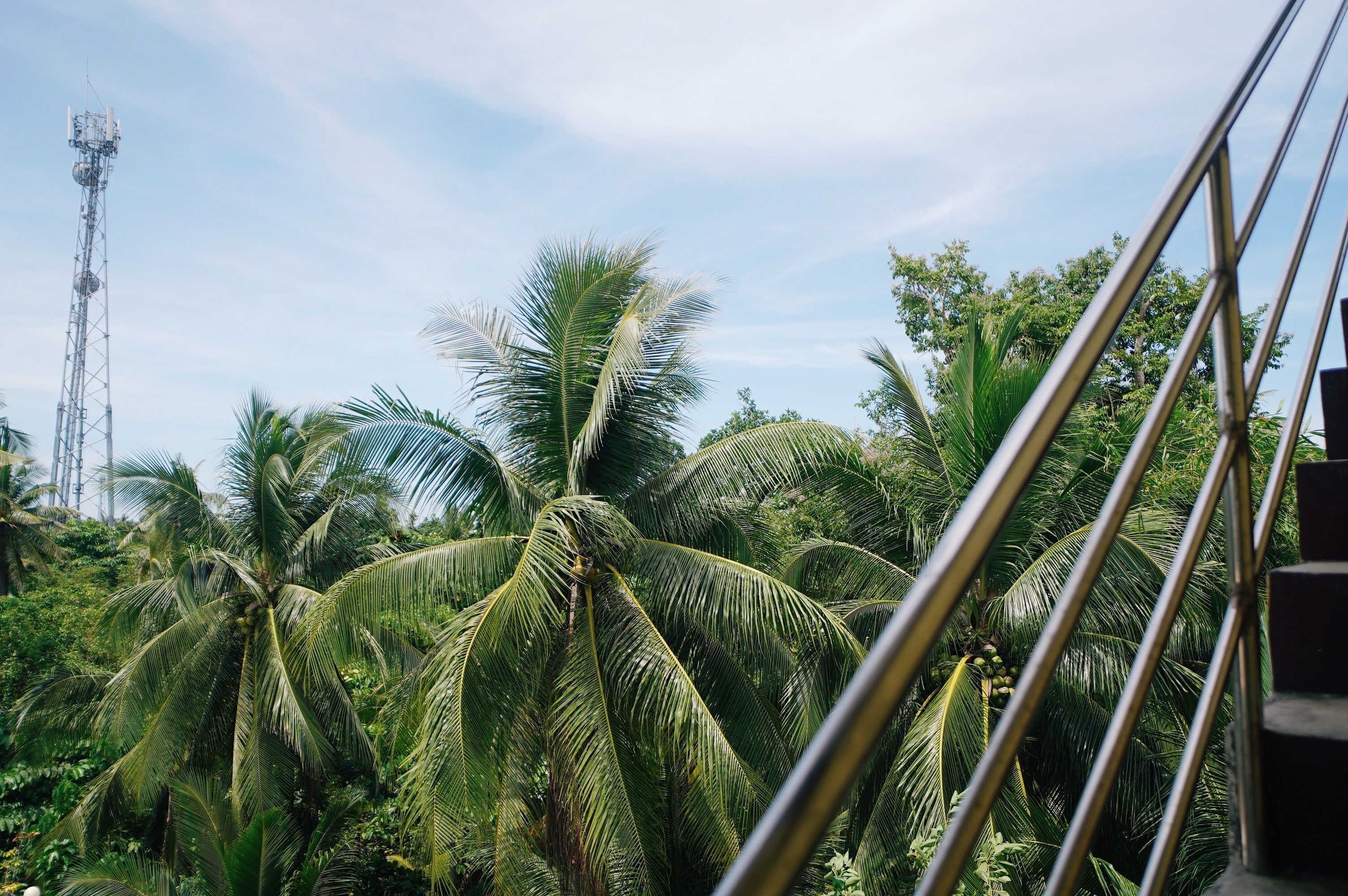 A view of palm trees and a metal staircase.