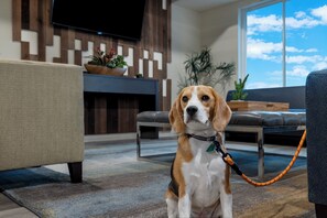 Pet-friendly amenities