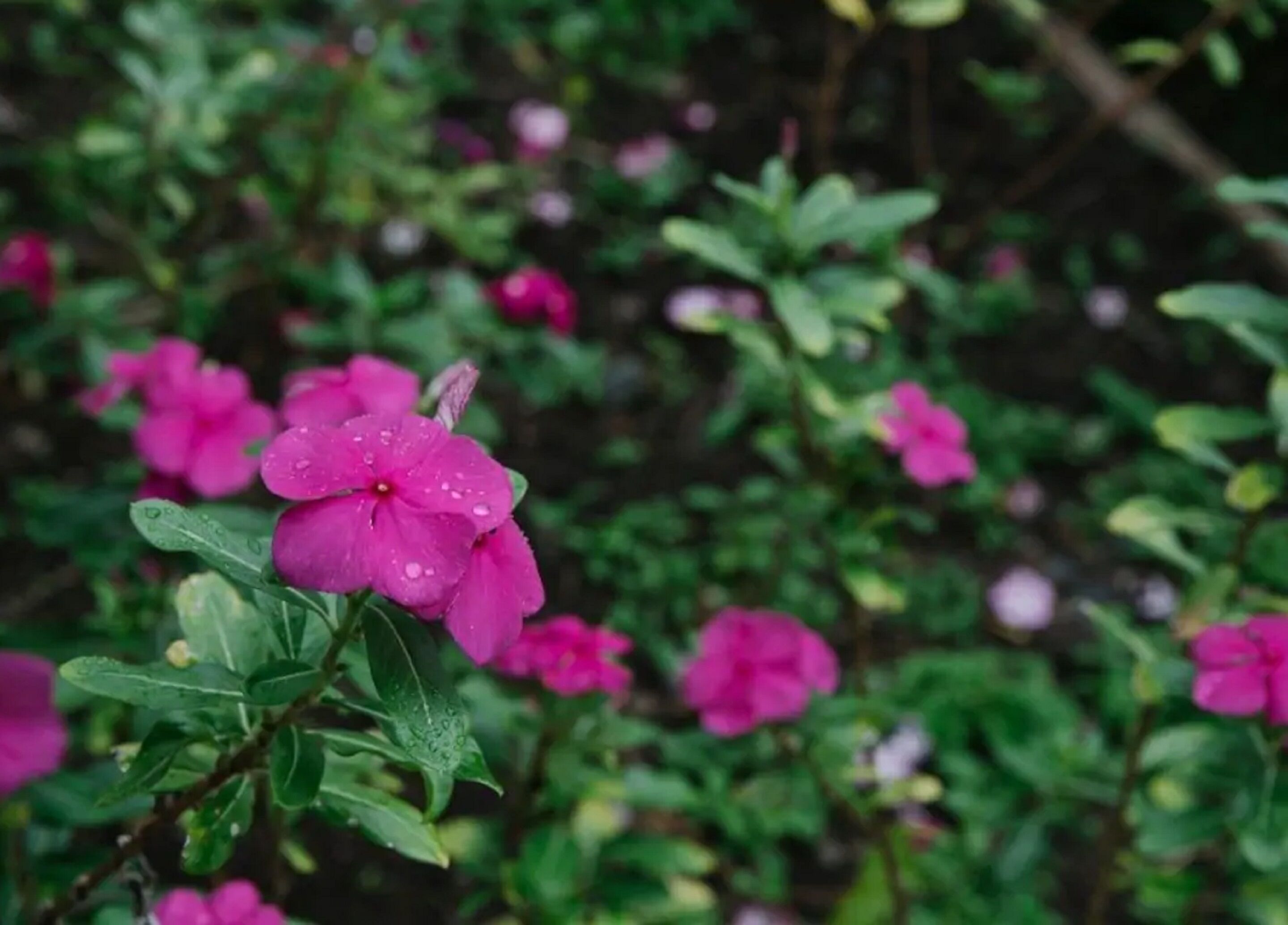 Un jardin avec des fleurs roses et un feuillage vert.