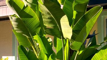A large plant with broad leaves in front of a building.