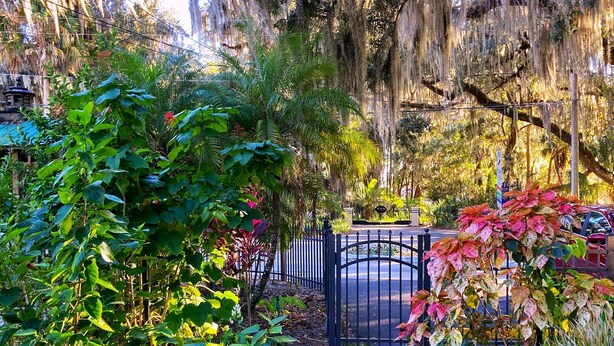A garden pathway leading to a gated entrance with lush greenery and hanging moss.