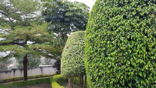 A well-maintained garden with various trees and neatly trimmed hedges. - Tinho Guest House (Kigali)