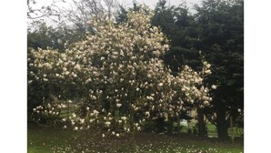 Uma grande árvore com cachos densos de flores brancas, cercada por um gramado e outras árvores.