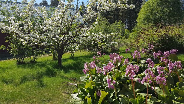 A garden with blooming trees and flowering plants. - Villa Mia (Vidsel)