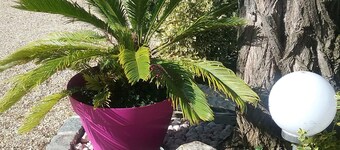 Les Acacias
