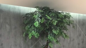 A room with two chairs and a large potted tree. - ibis budget Surabaya Diponegoro (Surabaya)