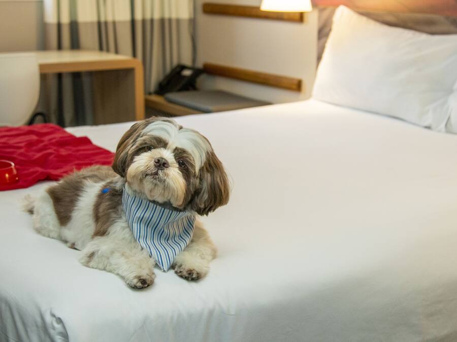 A small dog lying on a bed with white bedding, a red blanket, and a wooden headboard.