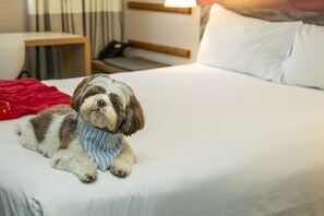 Animaux de compagnie acceptés