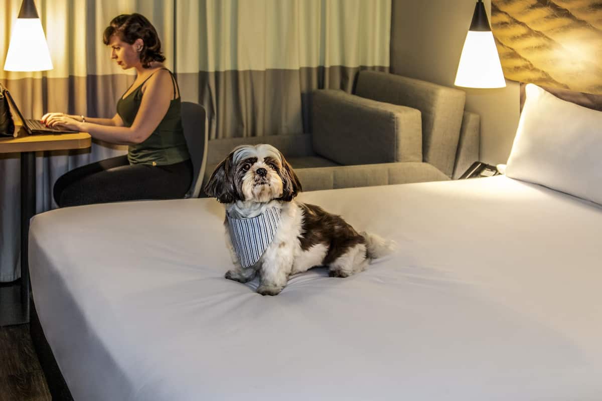 Standardzimmer, 1 Doppelbett und Schlafsofa