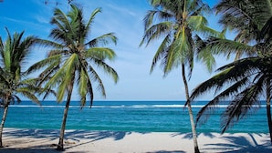 A beach with palm trees and a clear blue sky. - Upani in Daini (Diani Beach)